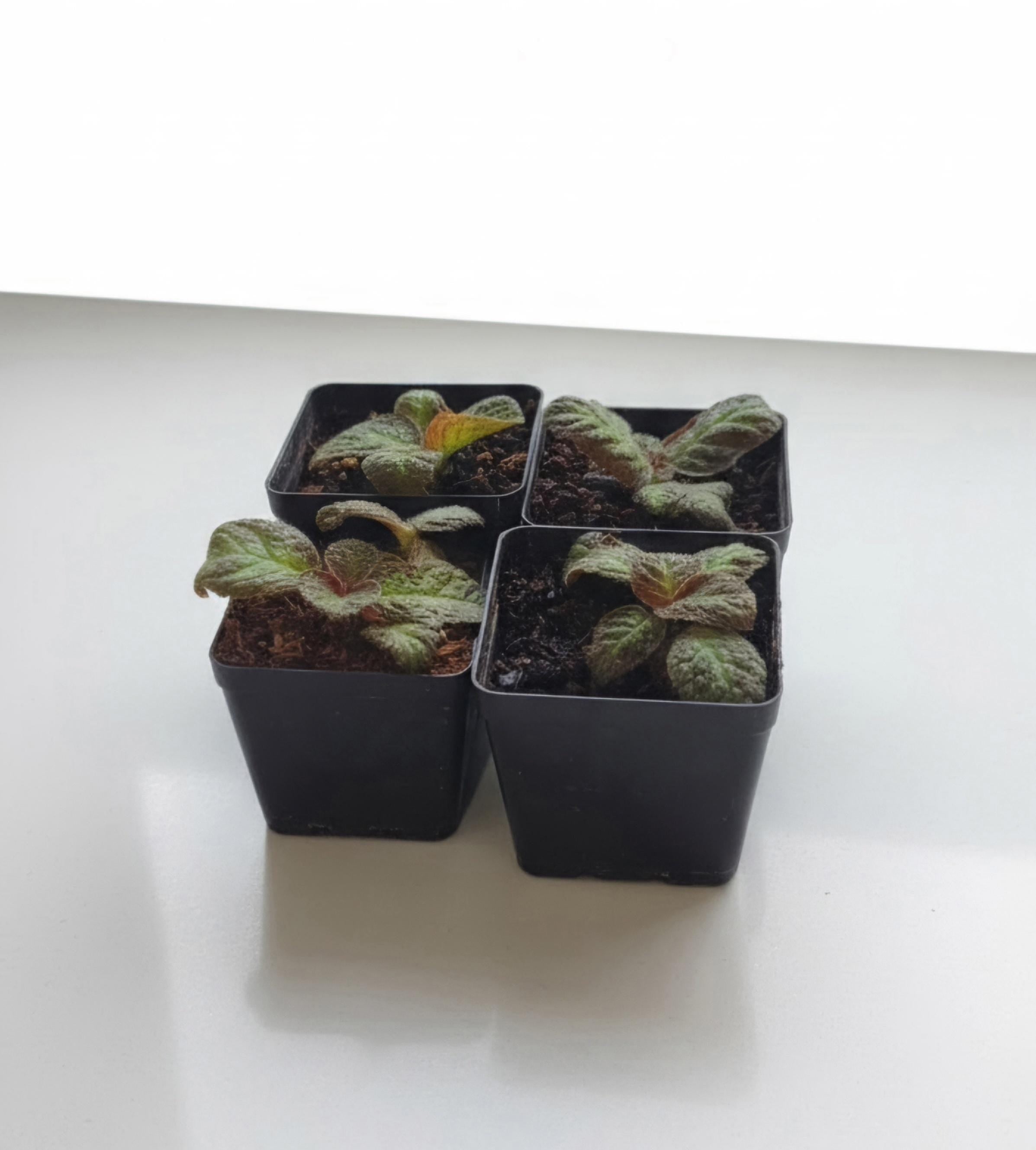 Amphibian-Safe Flame Violet (Episcia cupreata) | Rooted Starter Plant