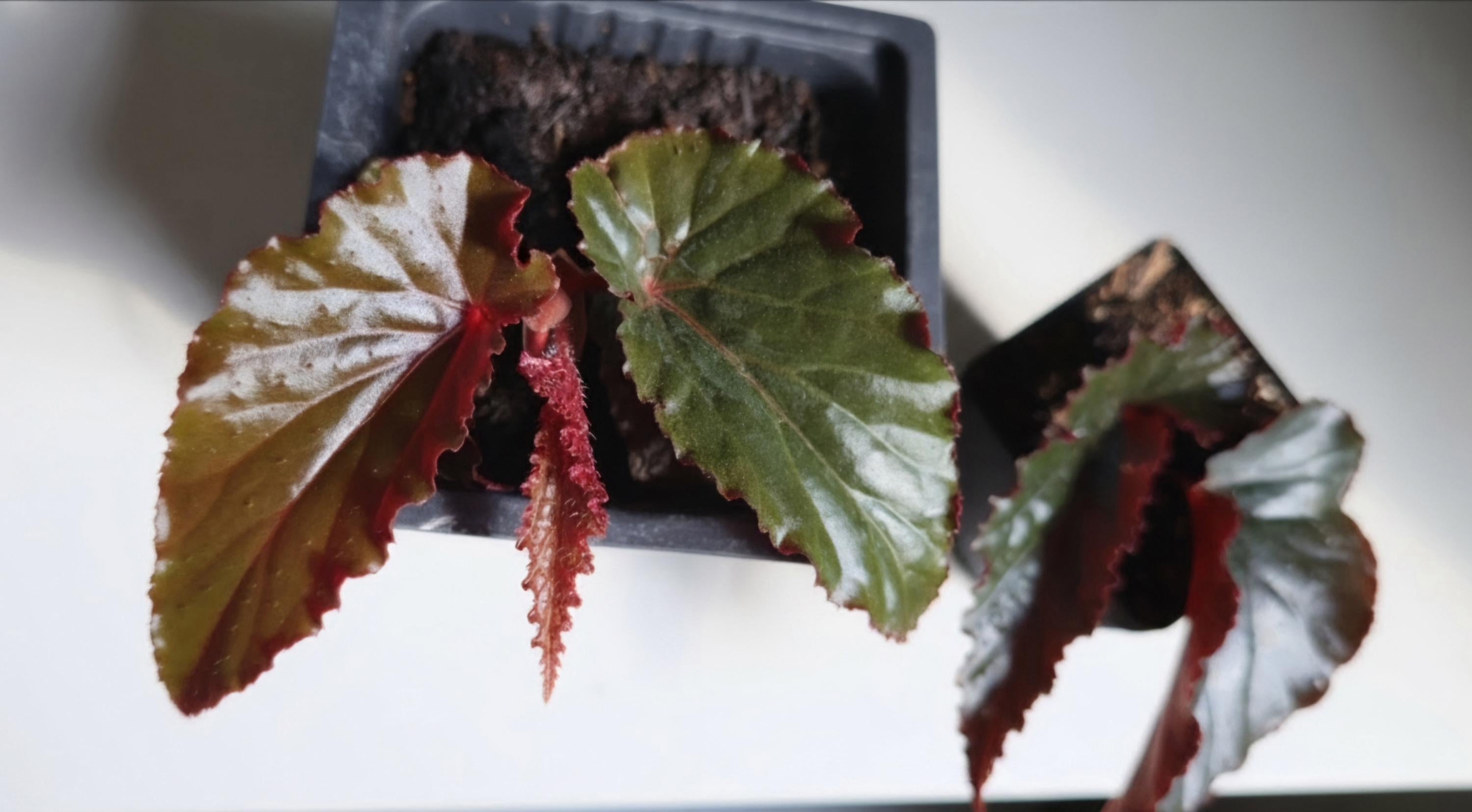 Begonia 'Arabian Sunset' Live Plant | Rhizomatous Angel Wing Foliage, Bronze Live Houseplant