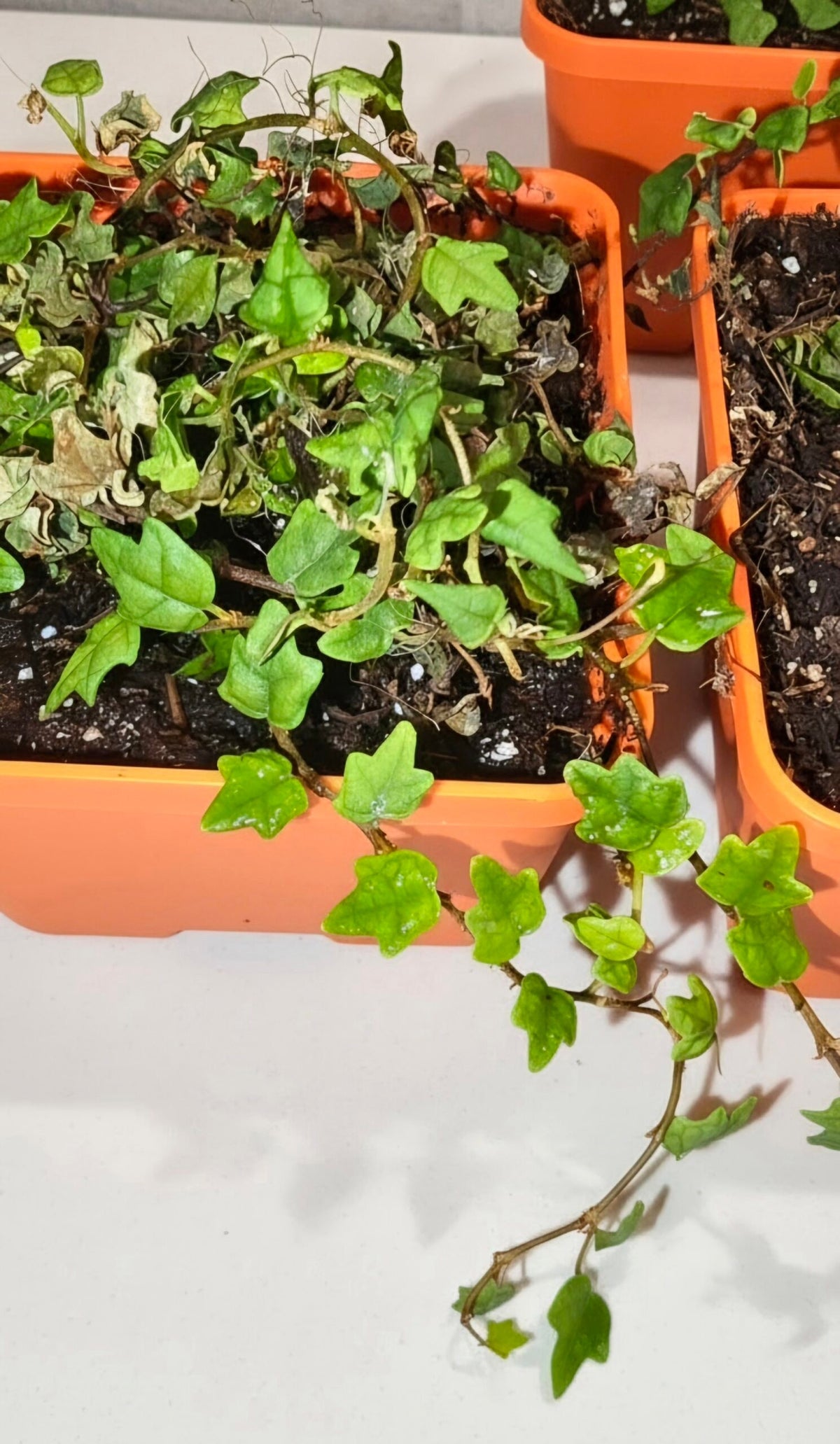 String of Frogs / Ficus pumila ' Quercifolia image 1 thumbnail