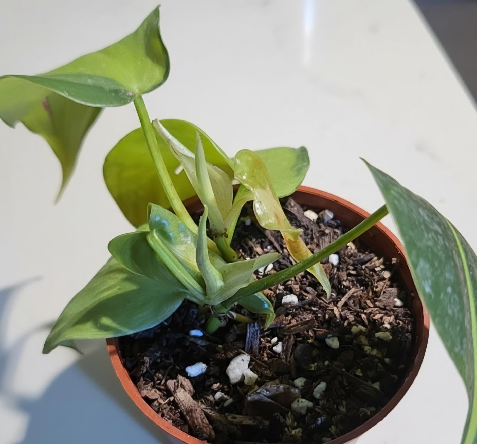 Philodendron Brasil Live Plant • High Variegation, Trailing Houseplant (Terrarium Ready)