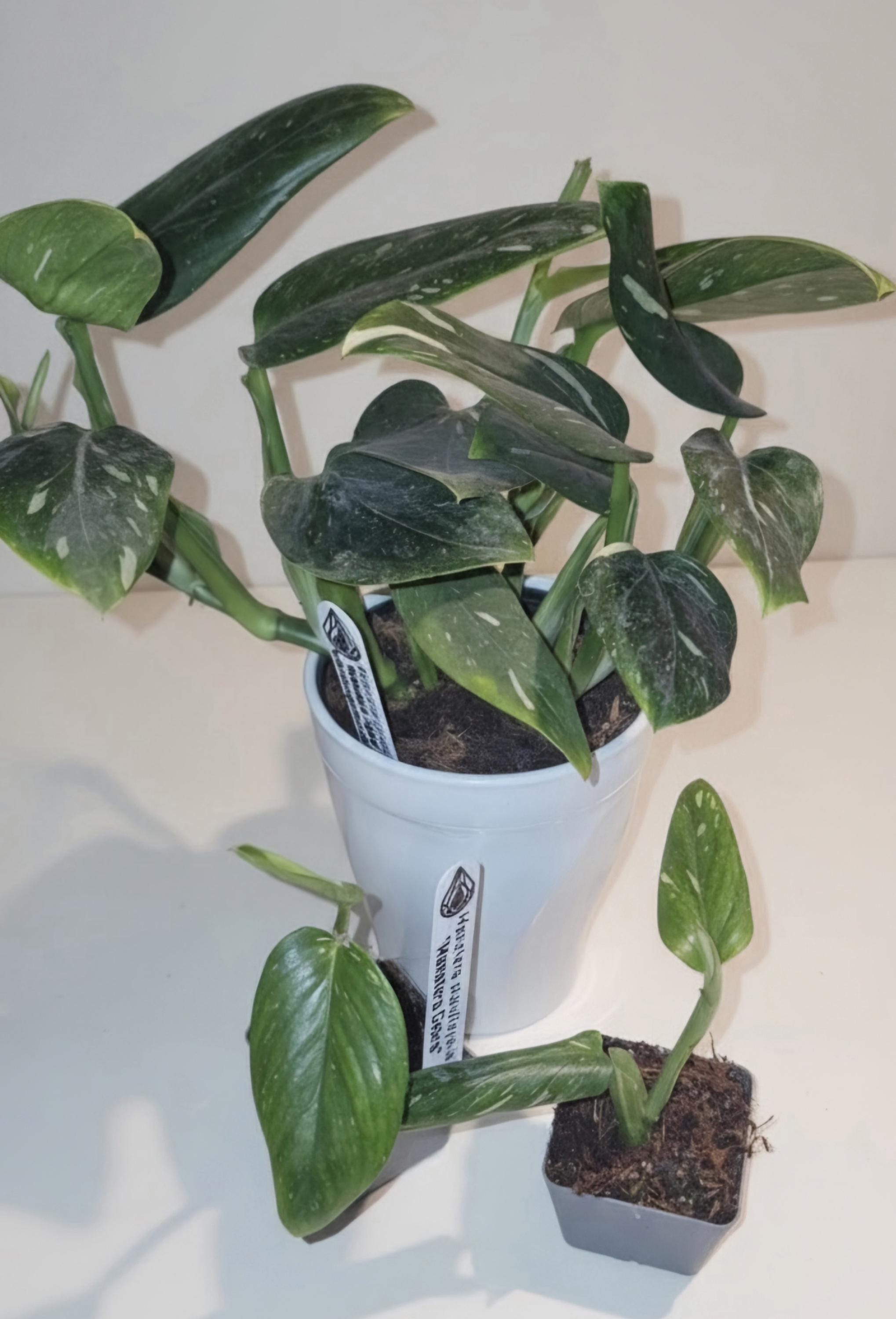 Monstera Standleyana "Cobra" | Fully Rooted Healthy Starter Plant