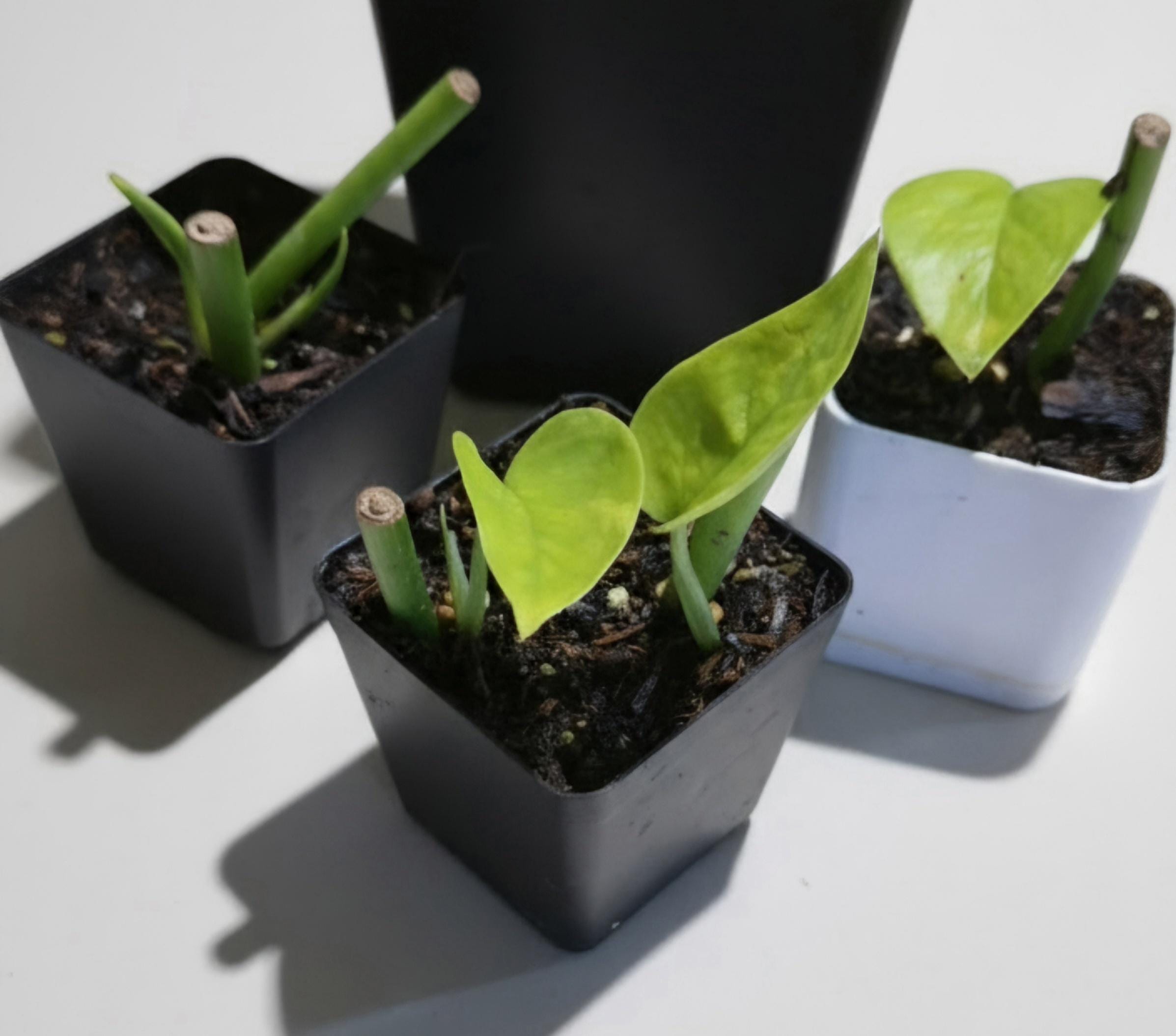 Rare Giant Golden Pothos | Epipremnum aureum