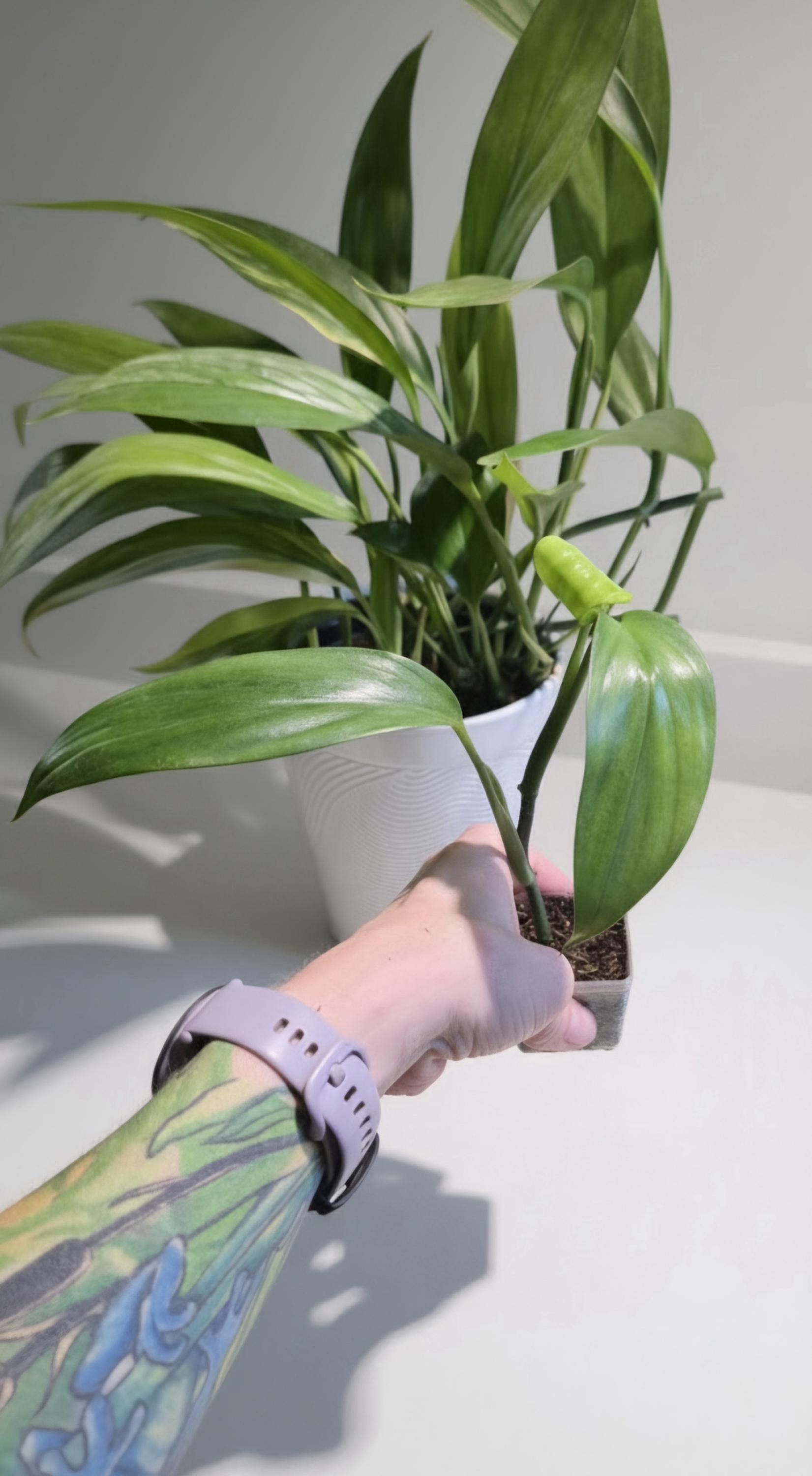 Variegated Epipremnum Amplissimum Starter Plant: Silver Streak Pothos (Rooted Cutting)