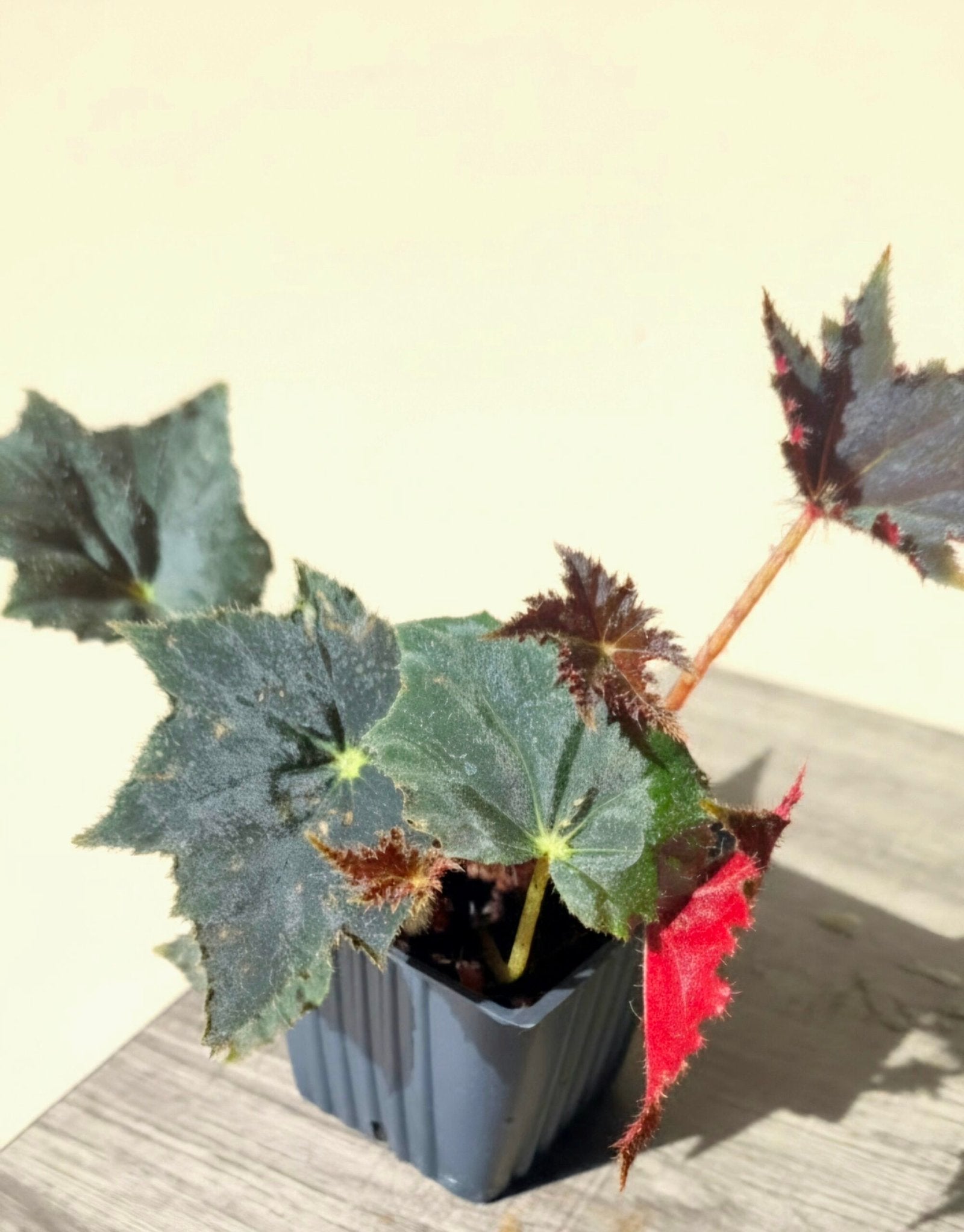Black Velvet Begonia image 0