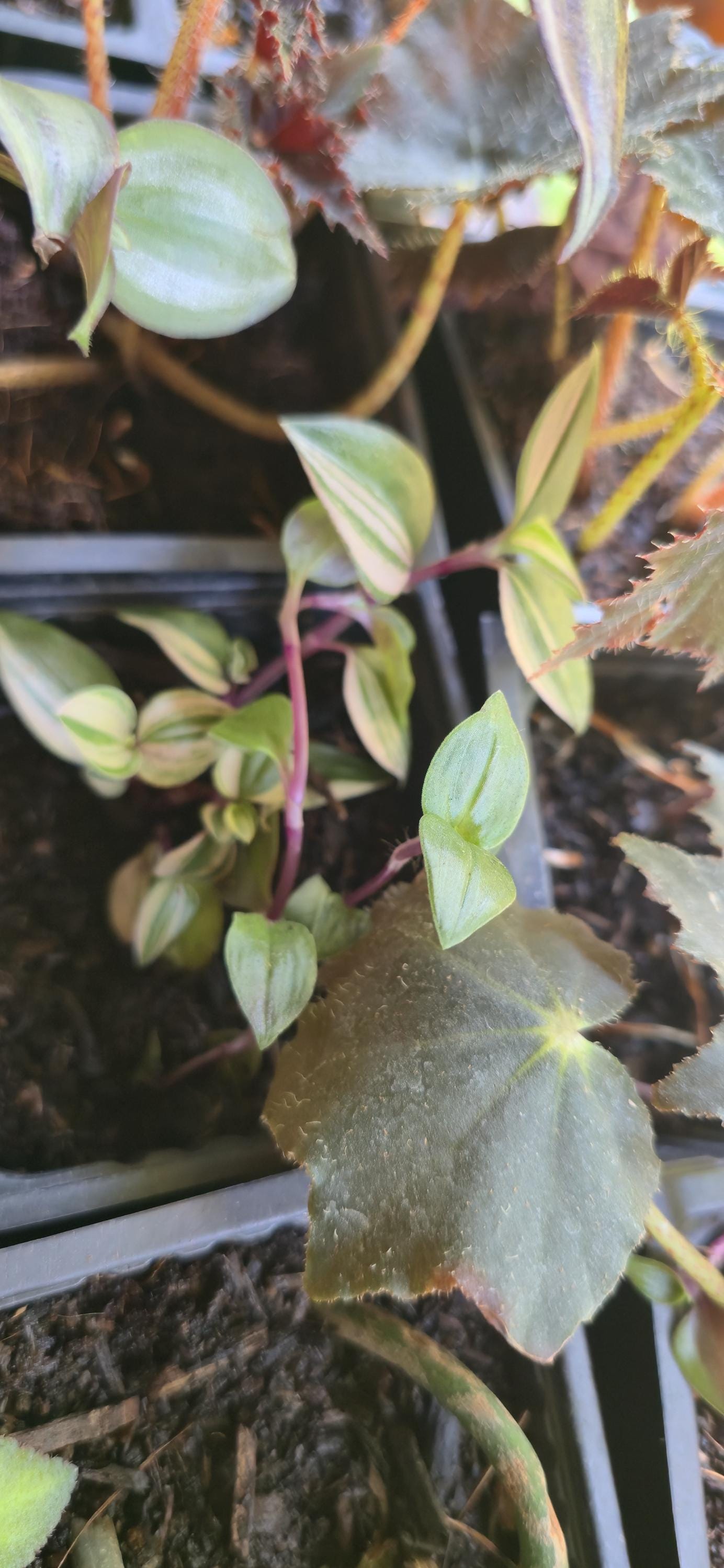 Bio-Active Safe | Tradescantia 'Rainbow' |(Tradescantia mundula 'Lisa') Rooted