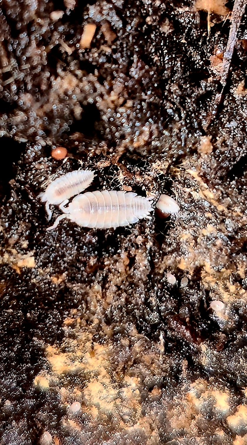 Dwarf White Isopods – Premium Starter Culture image 1 thumbnail