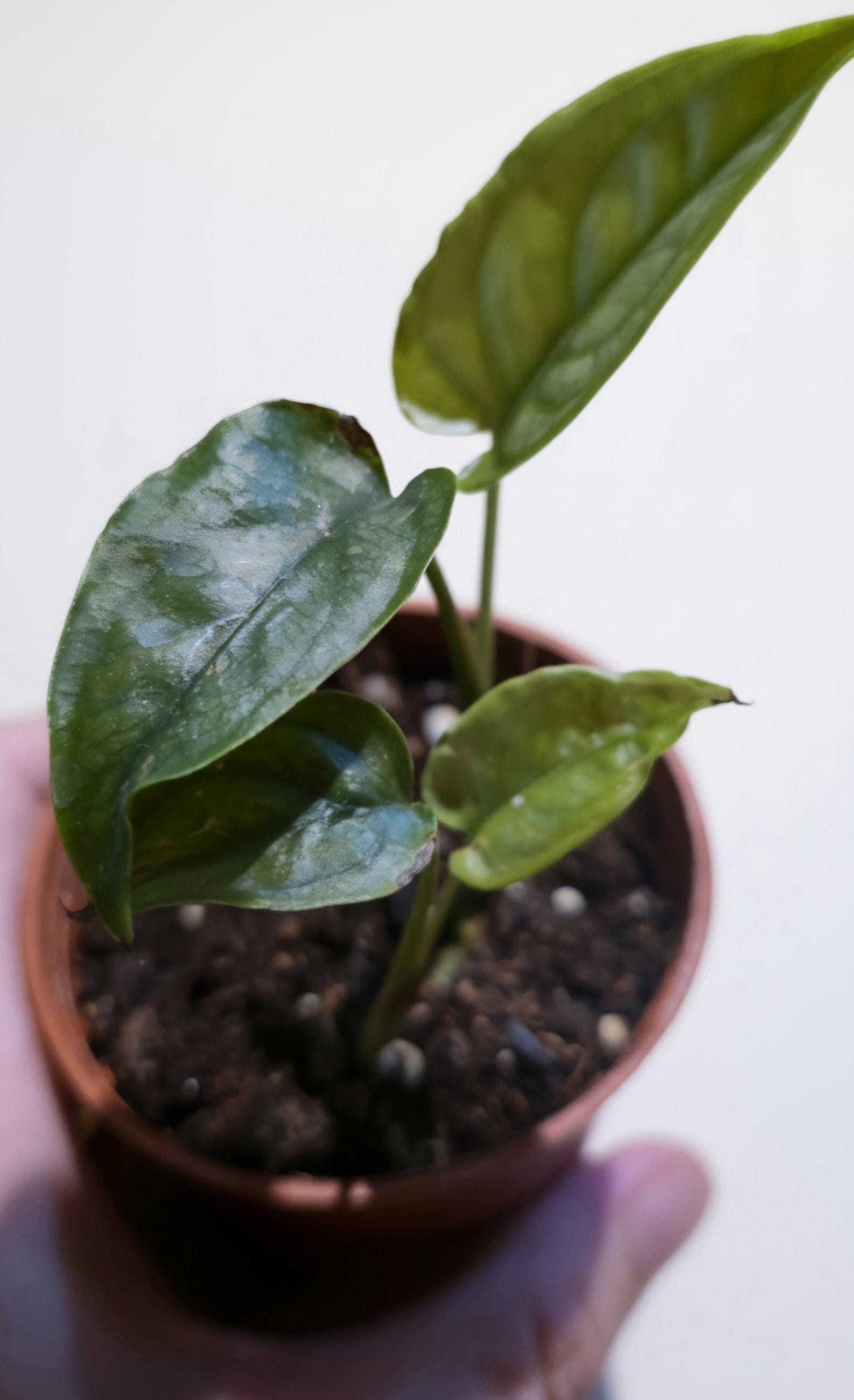 Healthy Monstera Siltepecana | Starter Plant (Silver Monstera)