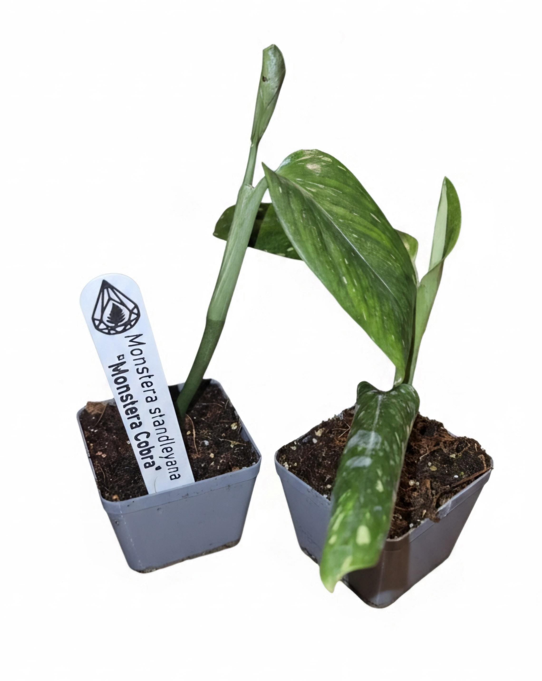 Monstera Standleyana "Cobra" | Fully Rooted Healthy Starter Plant