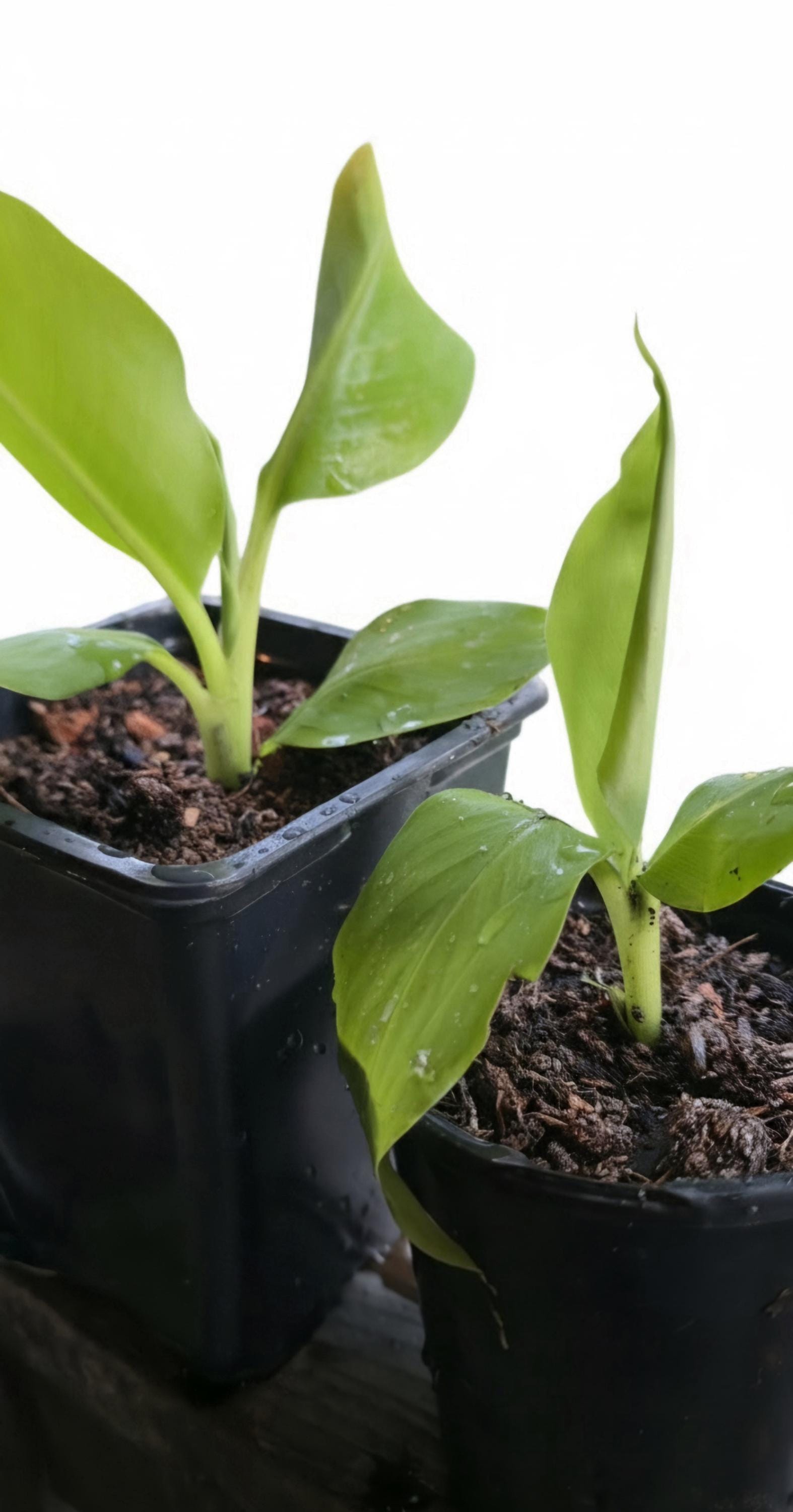 Rooted Dwarf Cavendish Banana Pups (Pet-Safe)