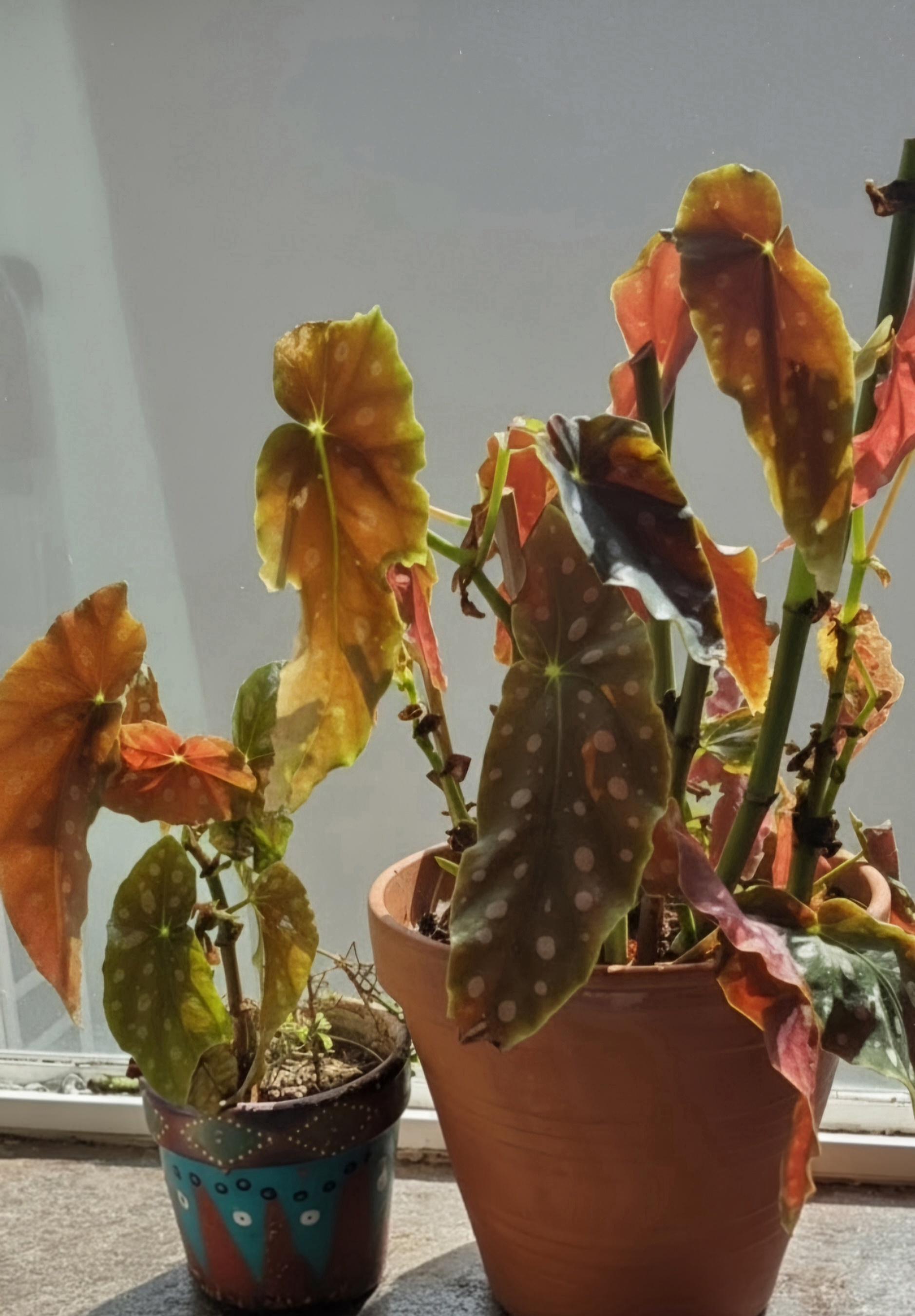Angel Wing Begonia Starter | Polka Dot Leaves, Burgundy Underside (Potted)