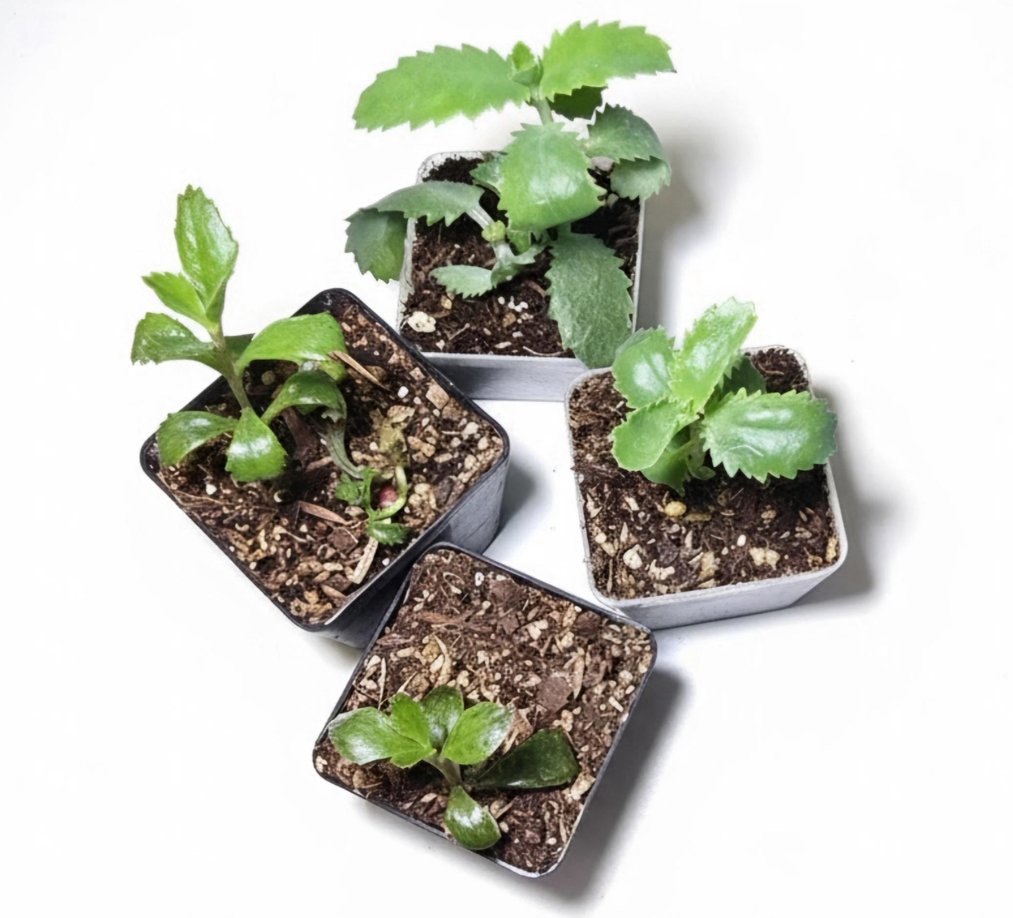 Live Mother of Thousands Starter Plant | Well Rooted Unique Succulent