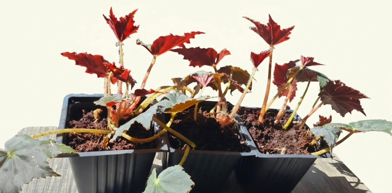 Black Velvet Begonia image 1
