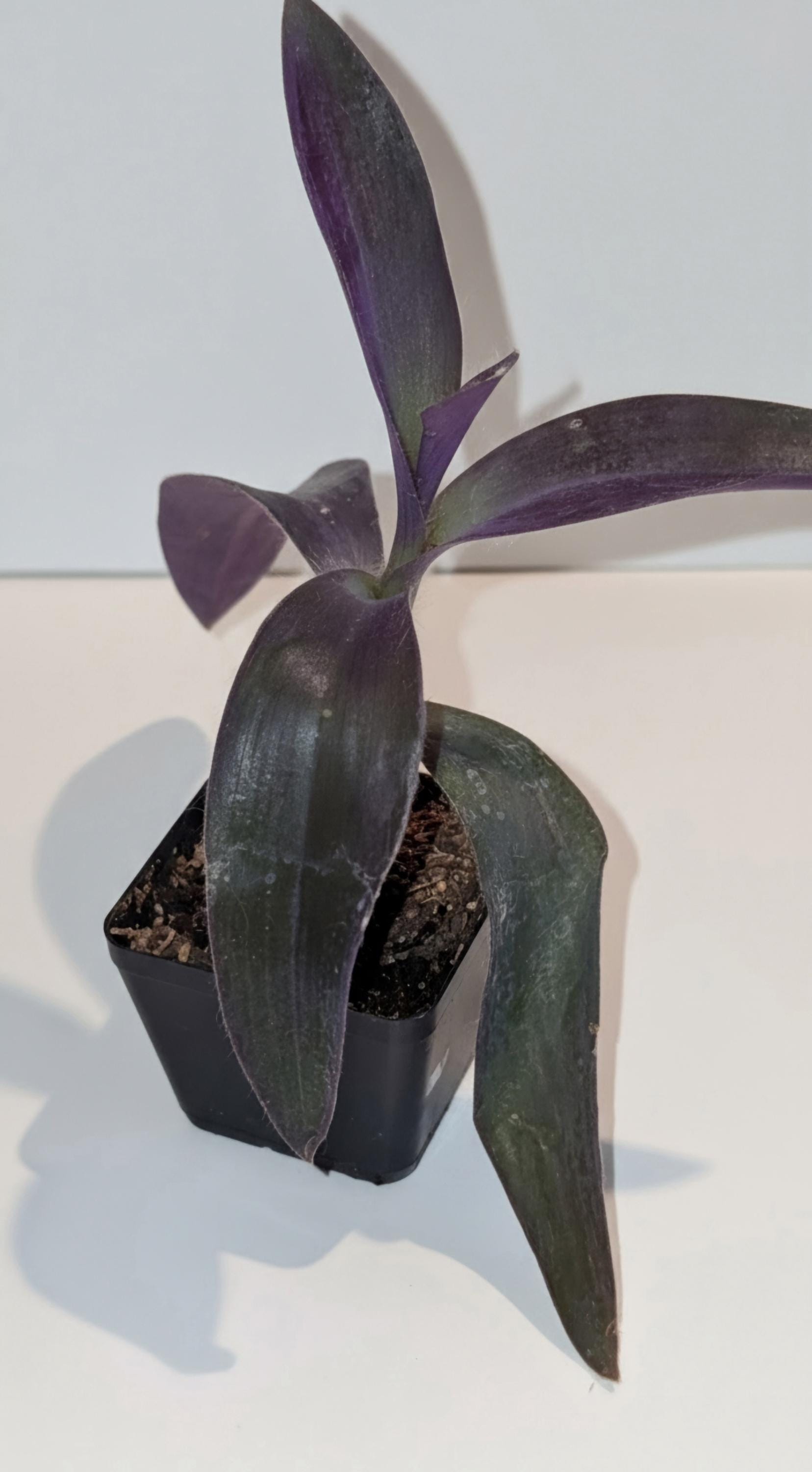 Tradescantia pallida 'Purple Heart' or 'Purple Queen' Rooted Plant