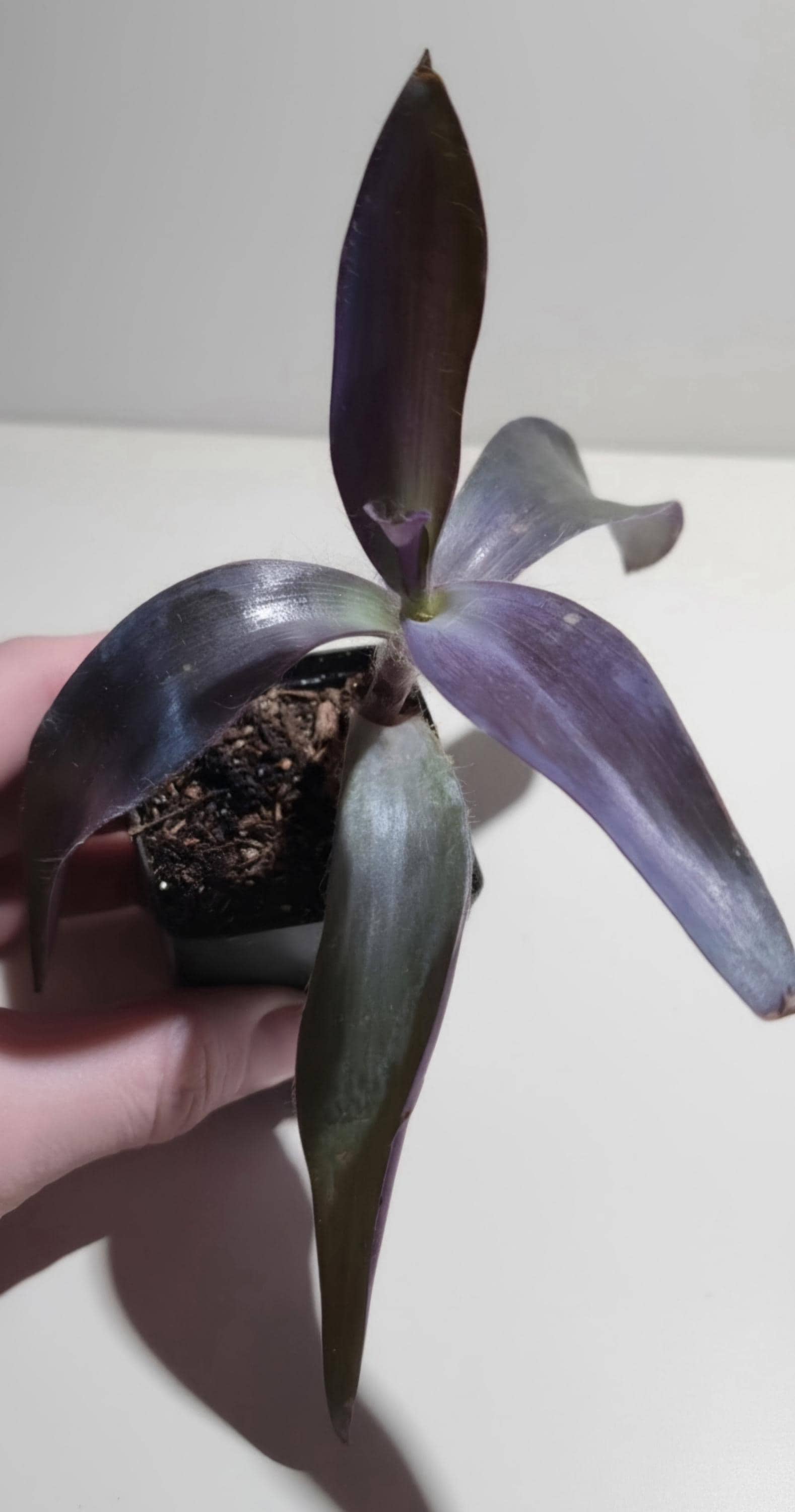 Tradescantia pallida 'Purple Heart' or 'Purple Queen' Rooted Plant