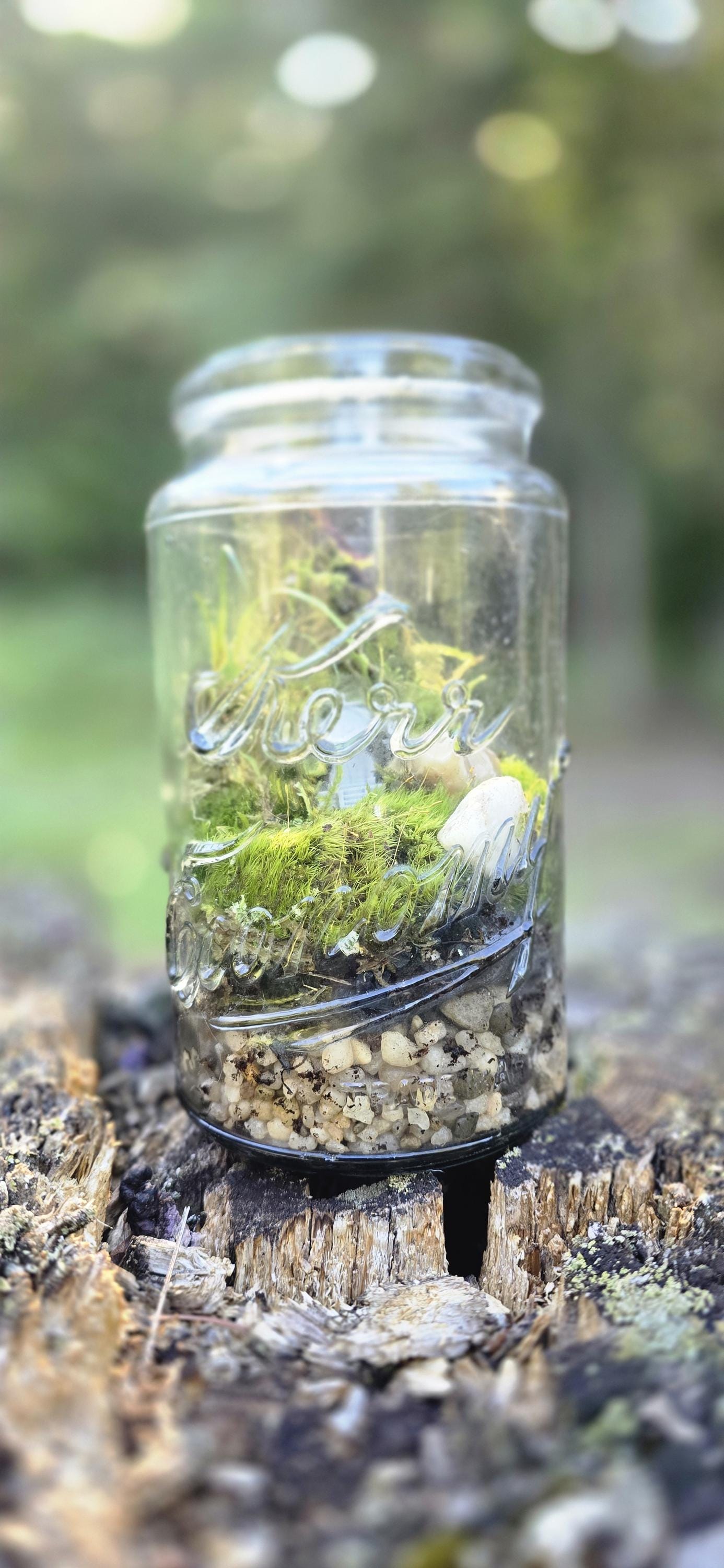 The Century Ecosystem - DIY Terrarium Kit