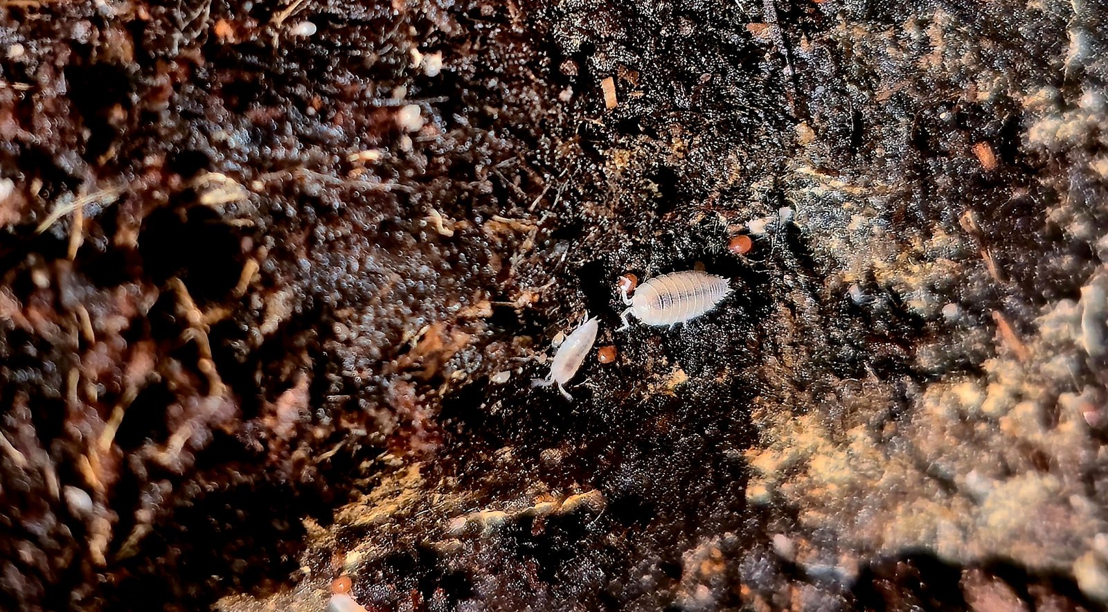 Dwarf White Isopods – Premium Starter Culture image 0