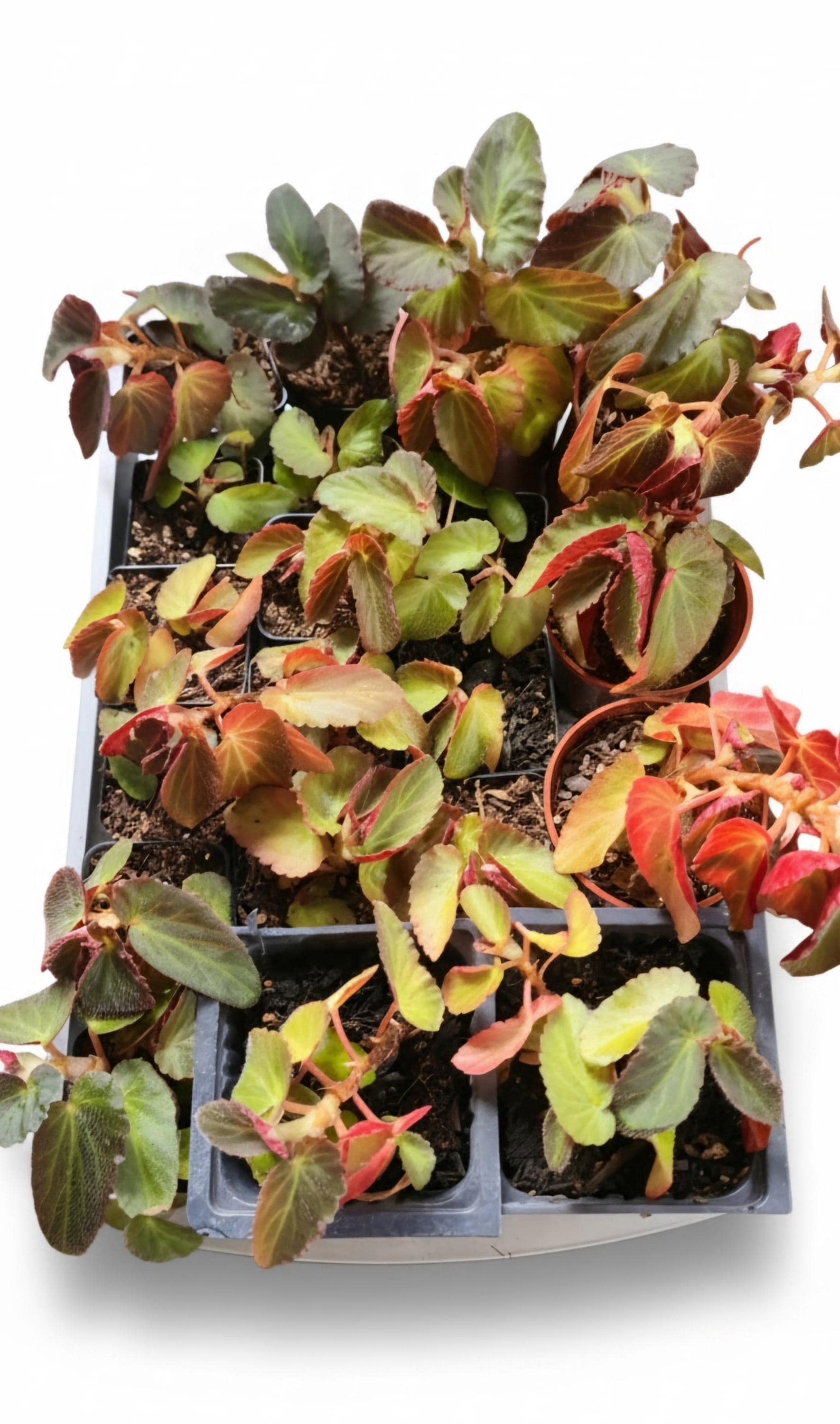 Begonia 'Martha Stewart' | 2" Rooted Starter Pot Live Houseplant
