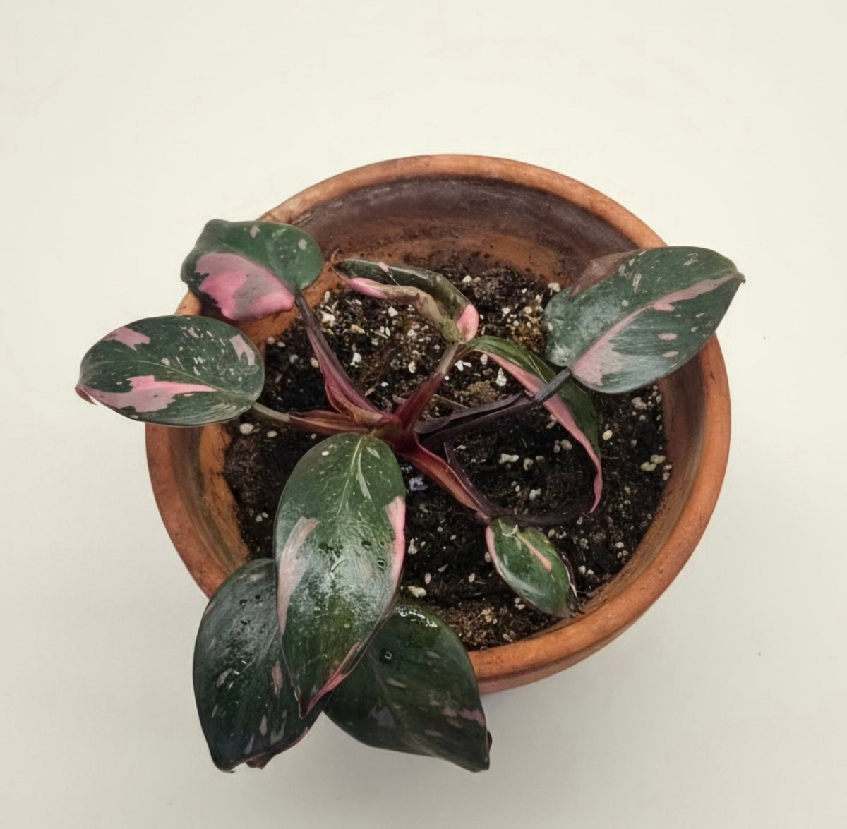 Philodendron 'Pink Princess' image 1 thumbnail