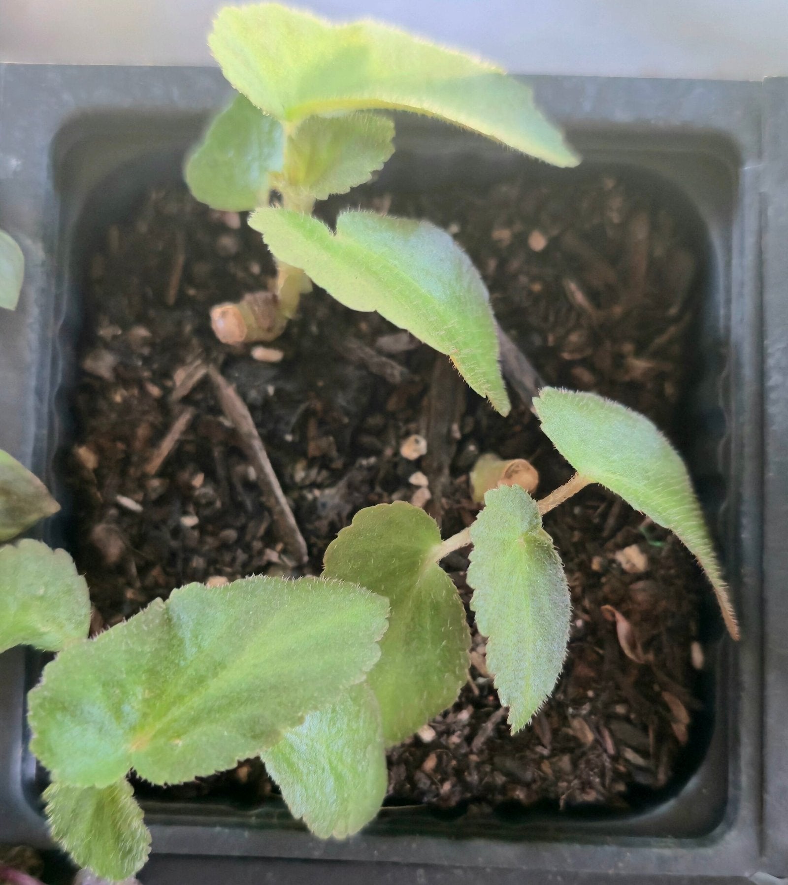 Begonia Withlacoochee (Brazilian Lady) image 0