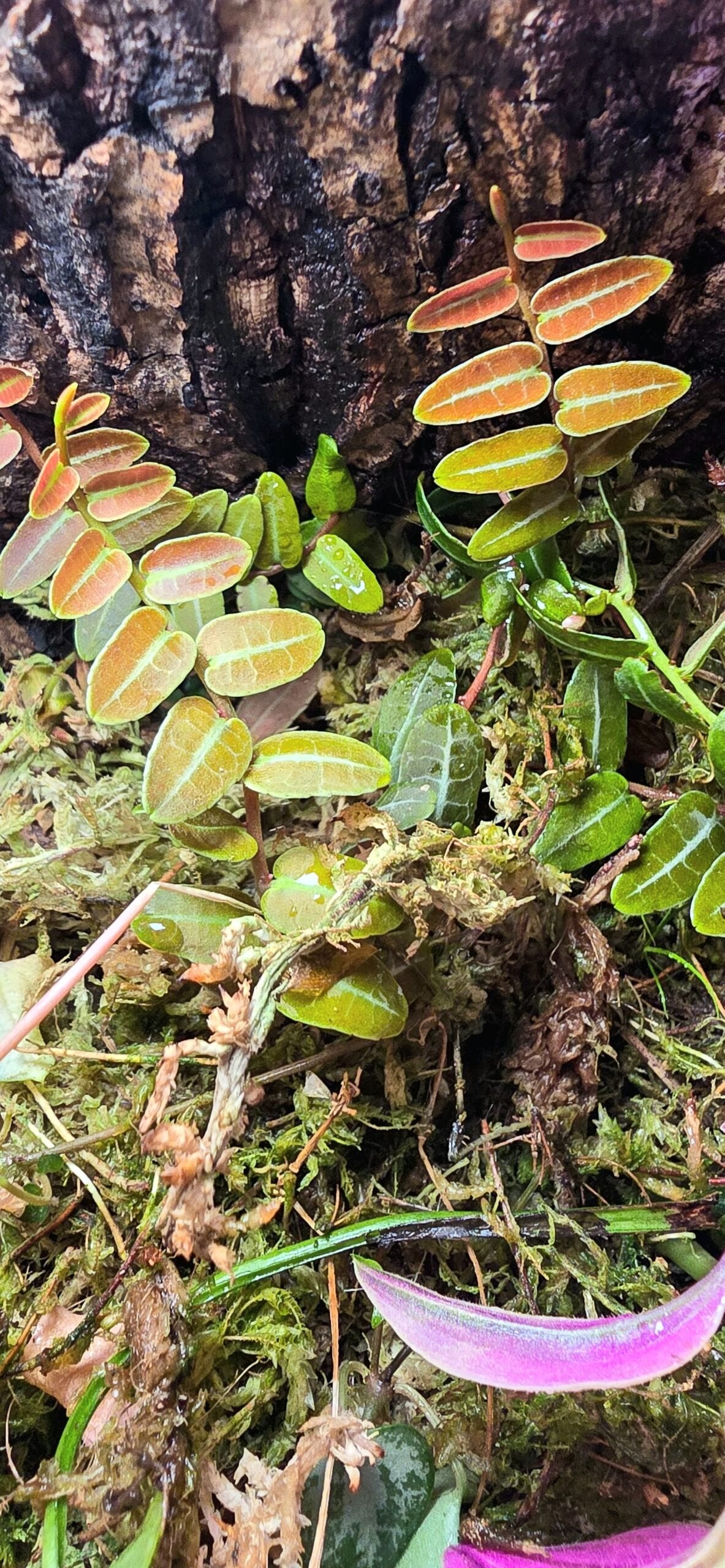 Marcgravia Umbellata Climbing Vine image 1 thumbnail