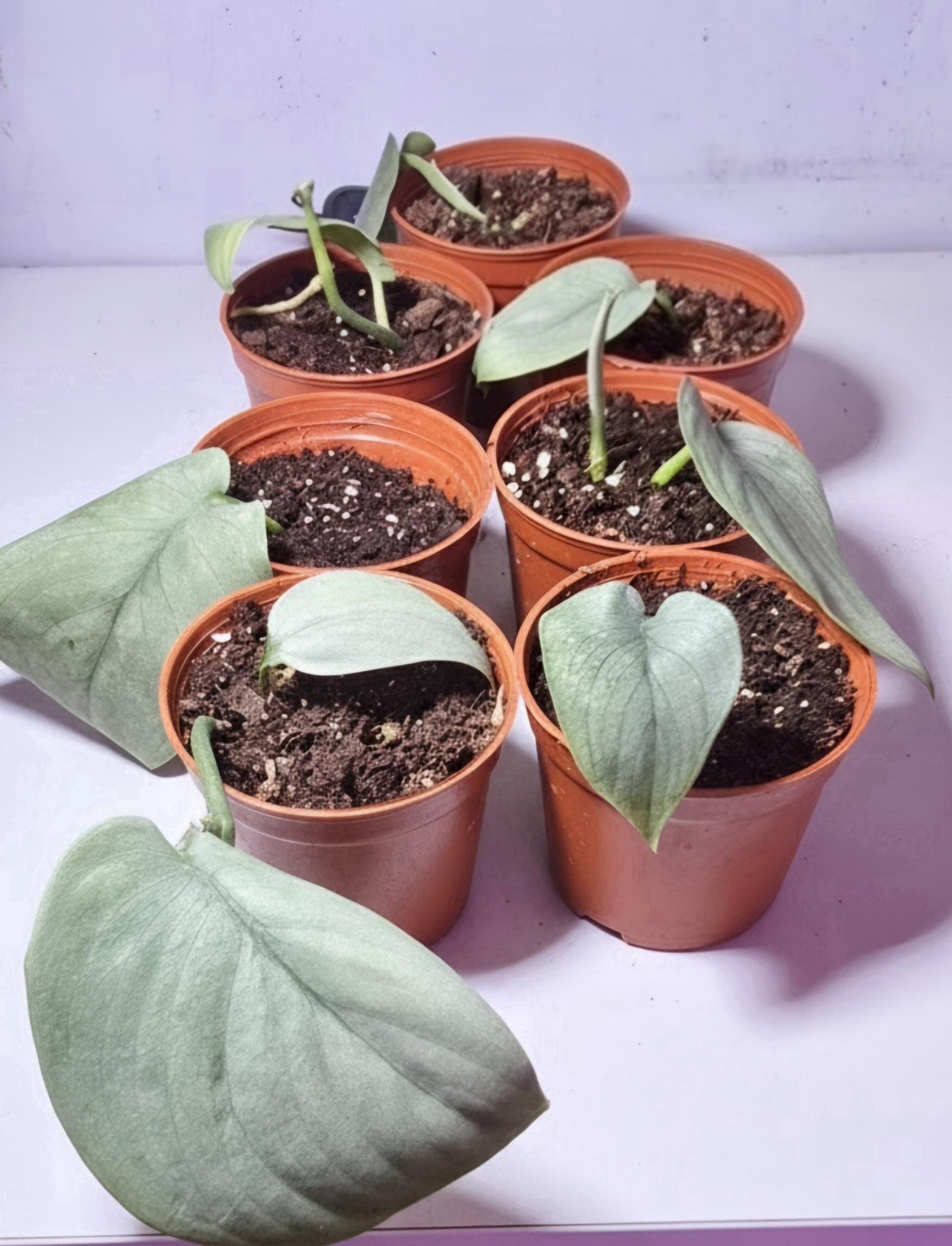 Rooted Scindapsus Treubii Moonlight Starter Plant Actively Growing Sterling Silver Pothos Well-Rooted Live Houseplant