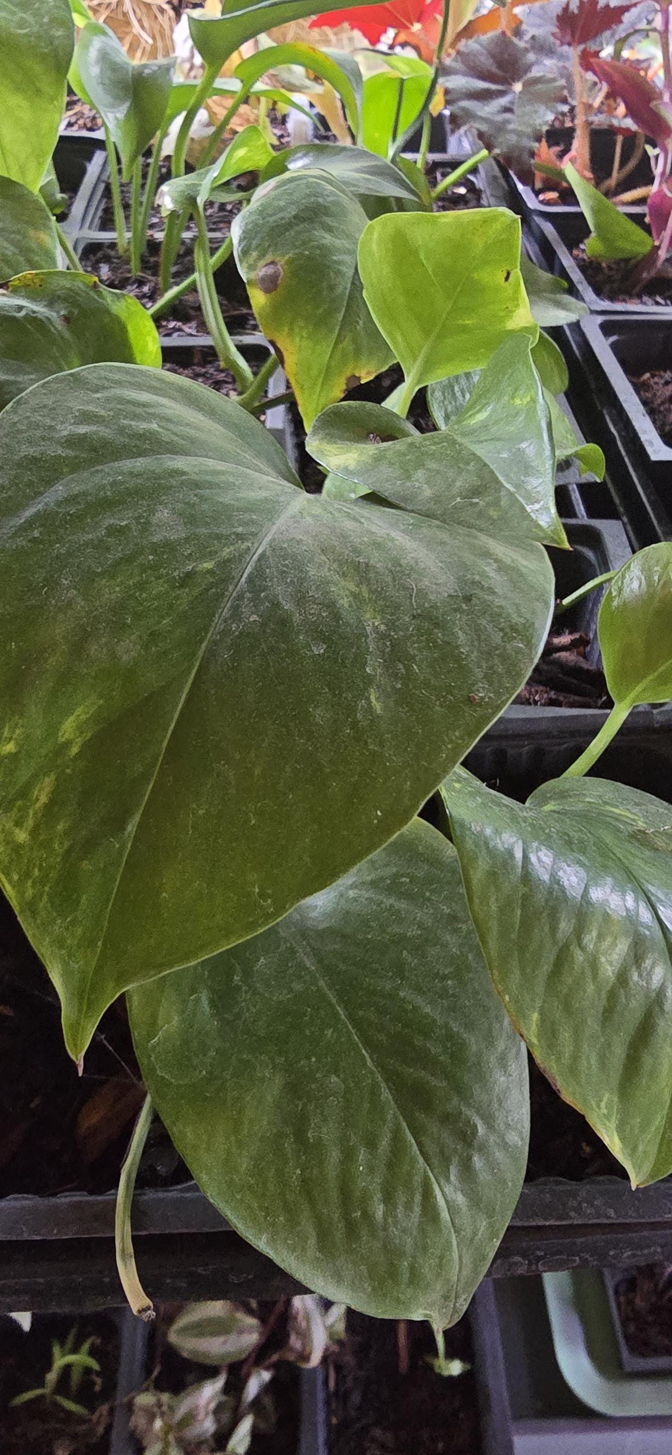 Organic Vivarium Ready Pothos - Safe for Reptiles, Amphibians &amp; Bugs