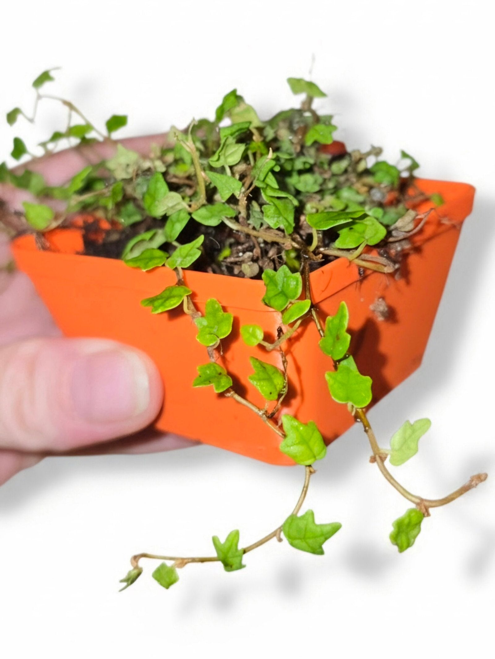 String of Frogs / Ficus pumila ' Quercifolia image 0
