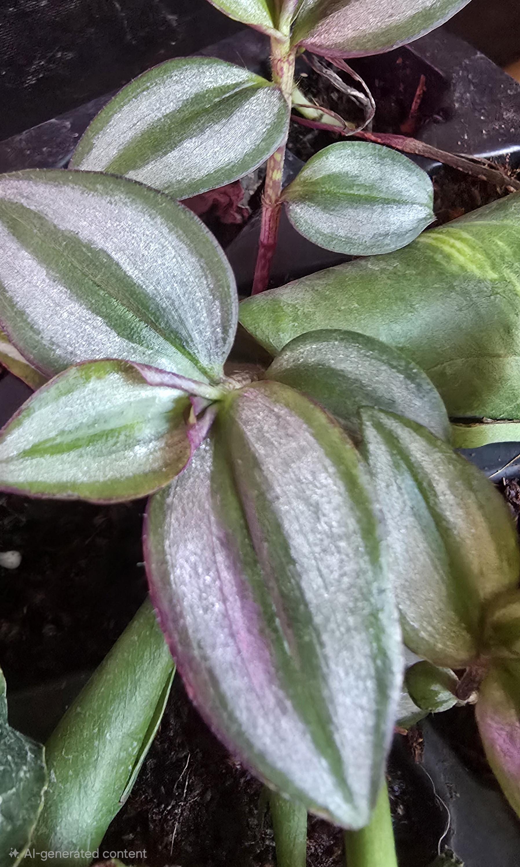 Rooted Tradescantia Zebrina Plant | Purple Inch Plant, Bio-Safe Terrarium Houseplant