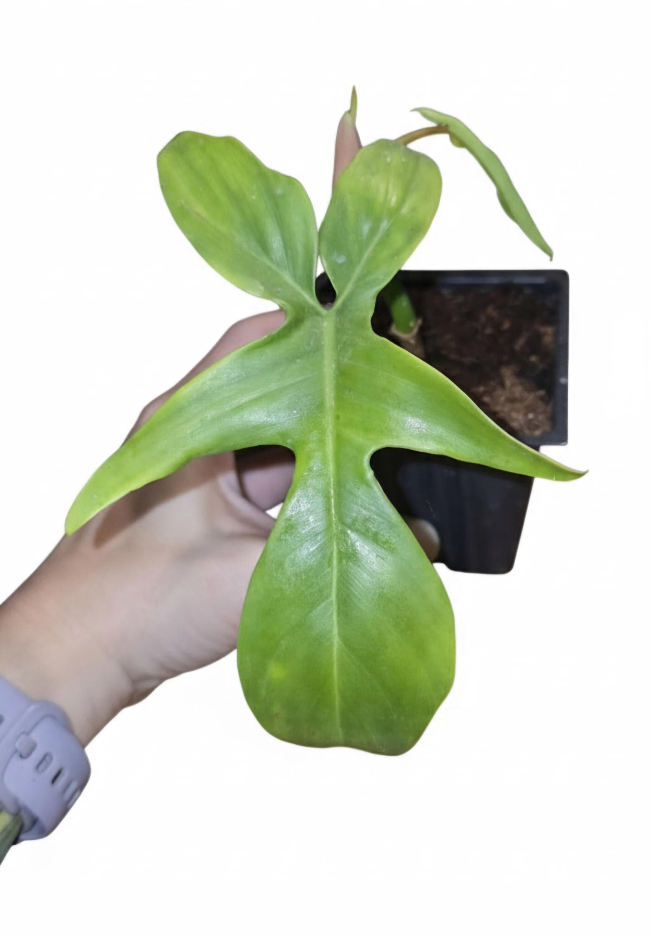 Philodendron Florida Ghost | Mint Variegated Aroid (Fully Rooted)