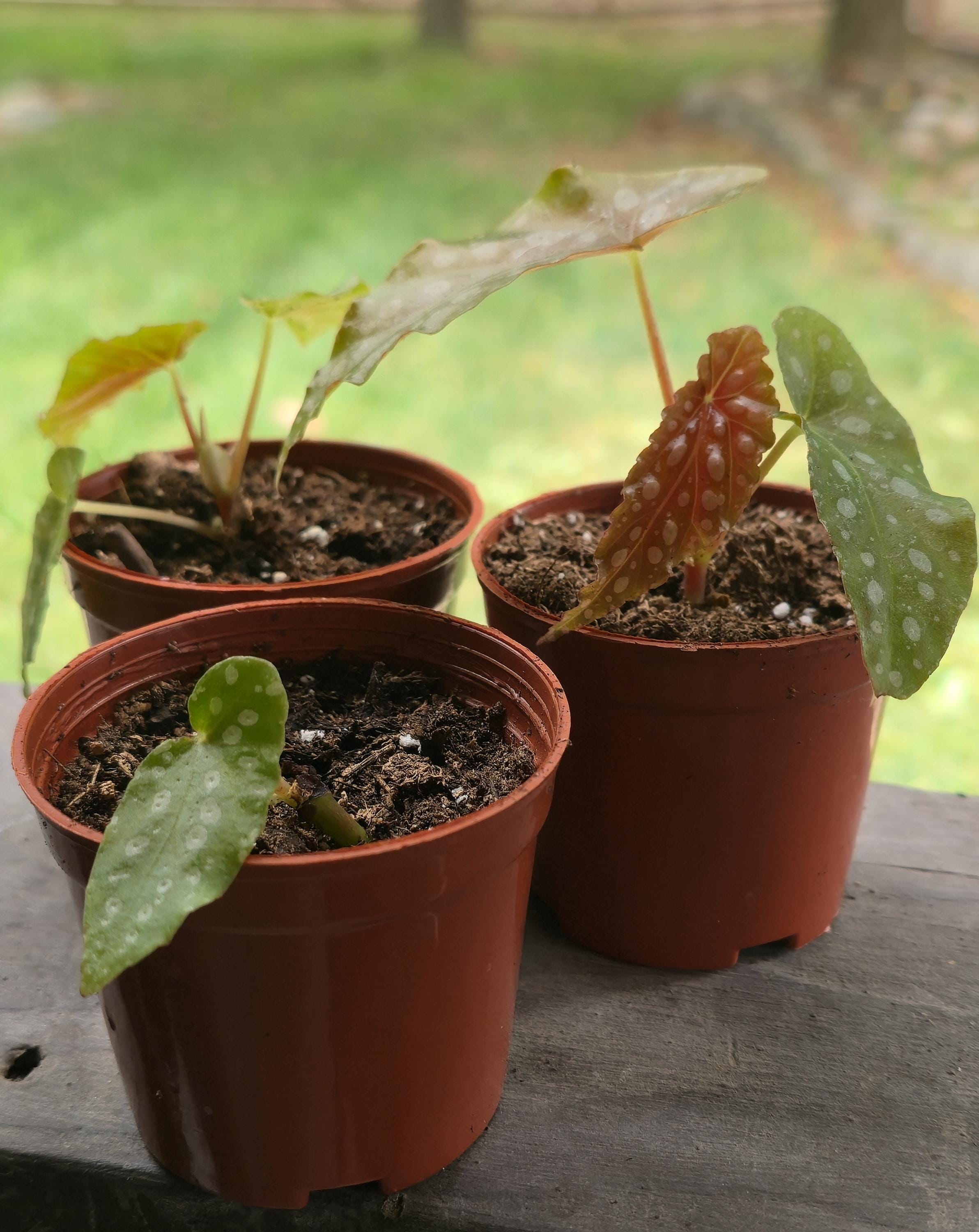 Angel Wing Begonia Starter | Polka Dot Leaves, Burgundy Underside (Potted)