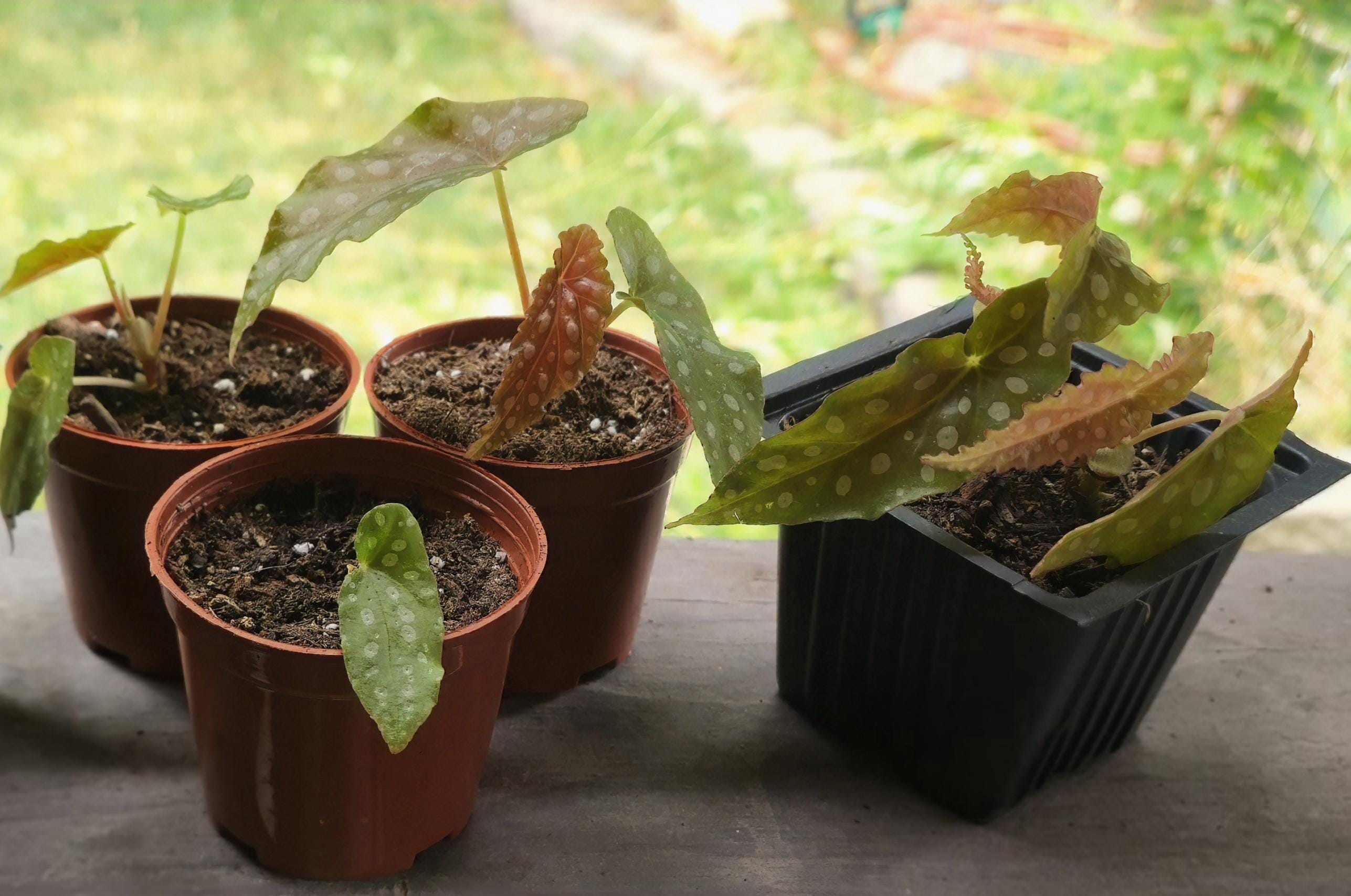 Angel Wing Begonia Starter | Polka Dot Leaves, Burgundy Underside (Potted)