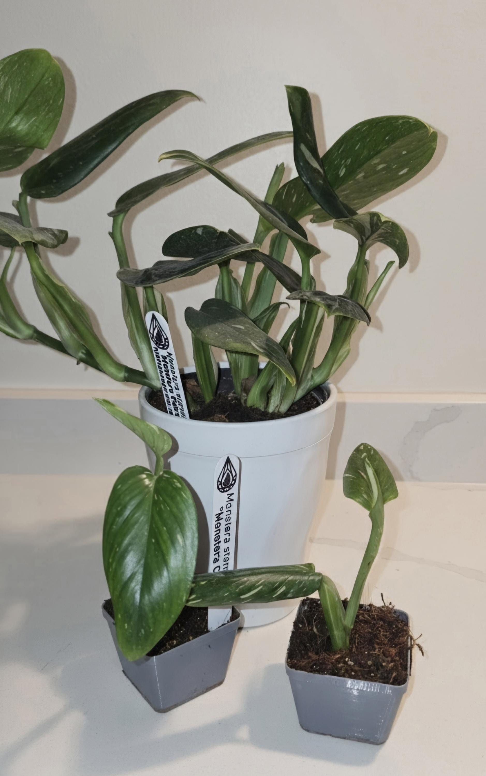 Monstera Standleyana "Cobra" | Fully Rooted Healthy Starter Plant