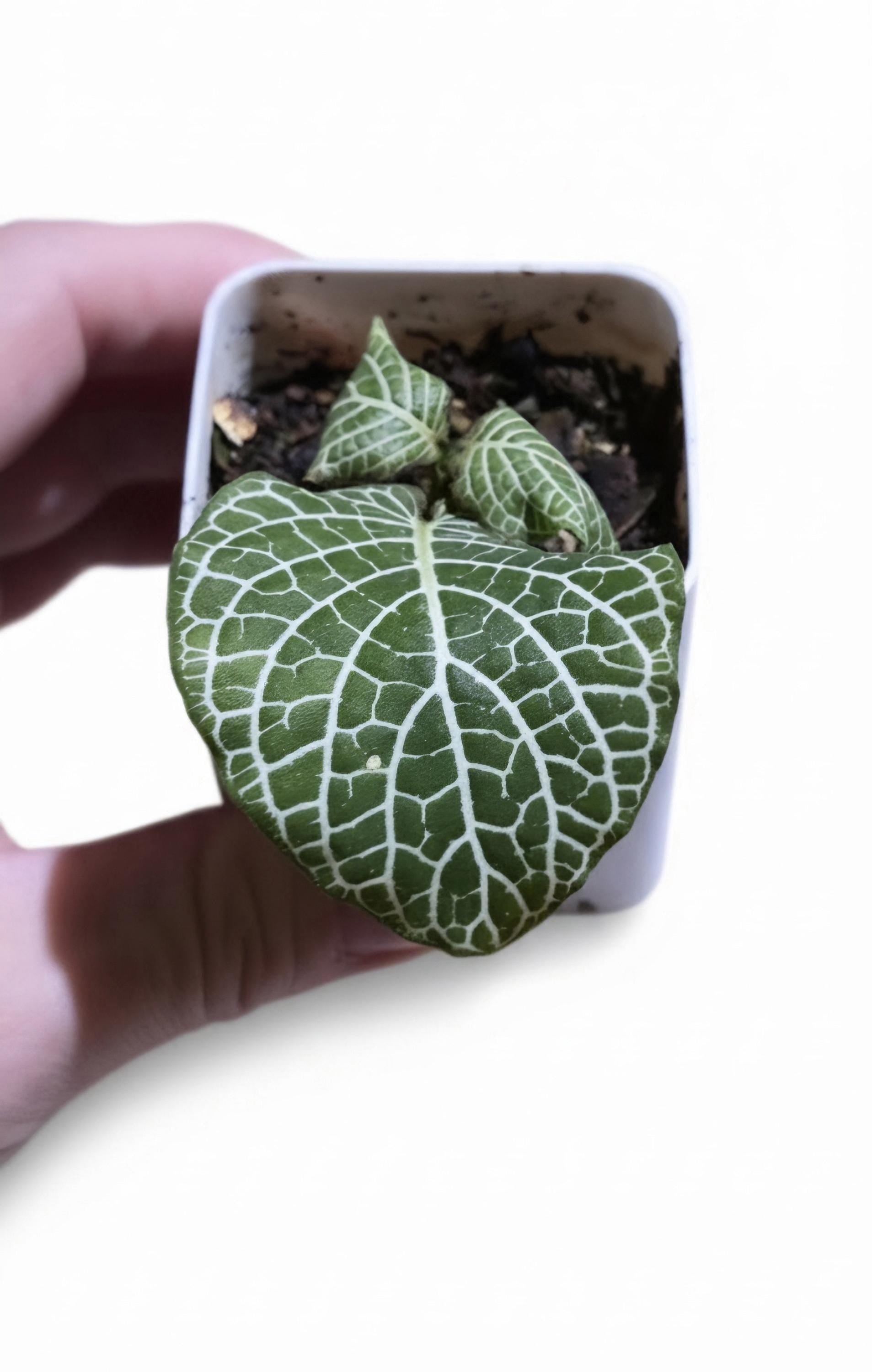 Fittonia albivenis | Nerve Plant | Mosaic Plant Rooted