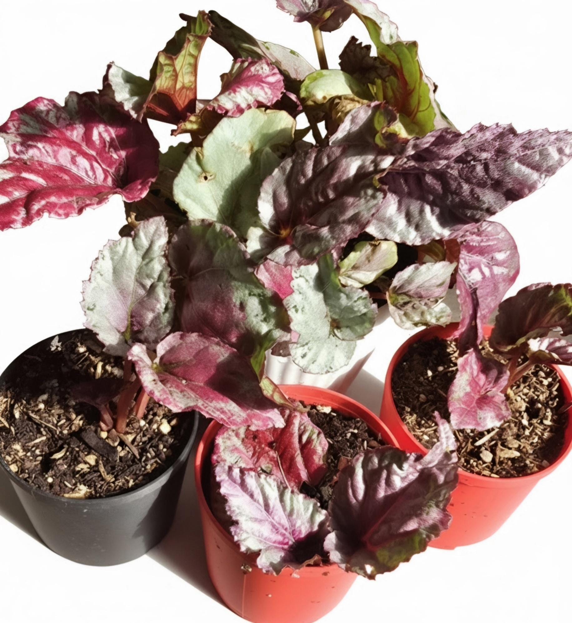 Live Rex Begonia | Cultorum | 2 Inch Rooted Pot | Exotic Foliage for Terrariums/Vivariums