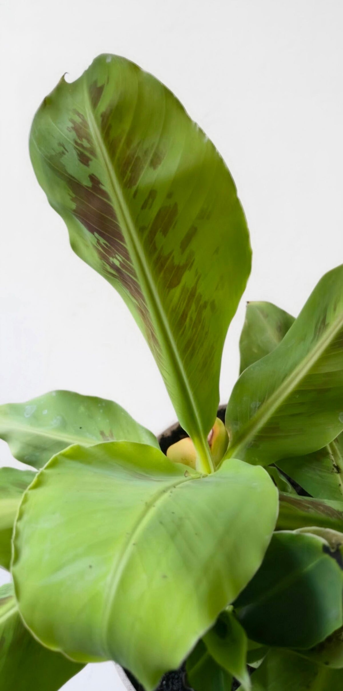 Dwarf Cavendish Banana Plant image 0 thumbnail