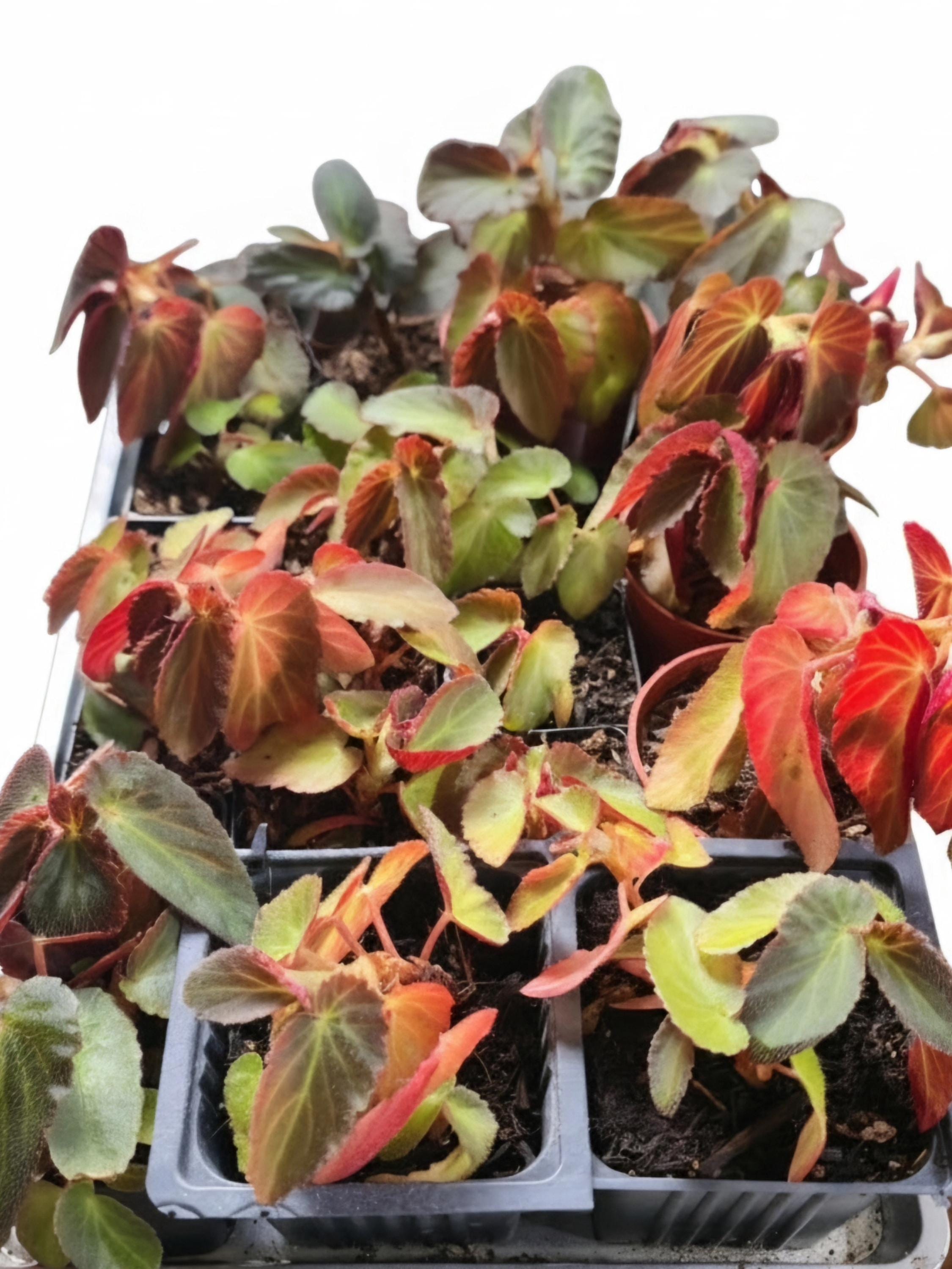 Begonia 'Martha Stewart' | 2" Rooted Starter Pot Live Houseplant