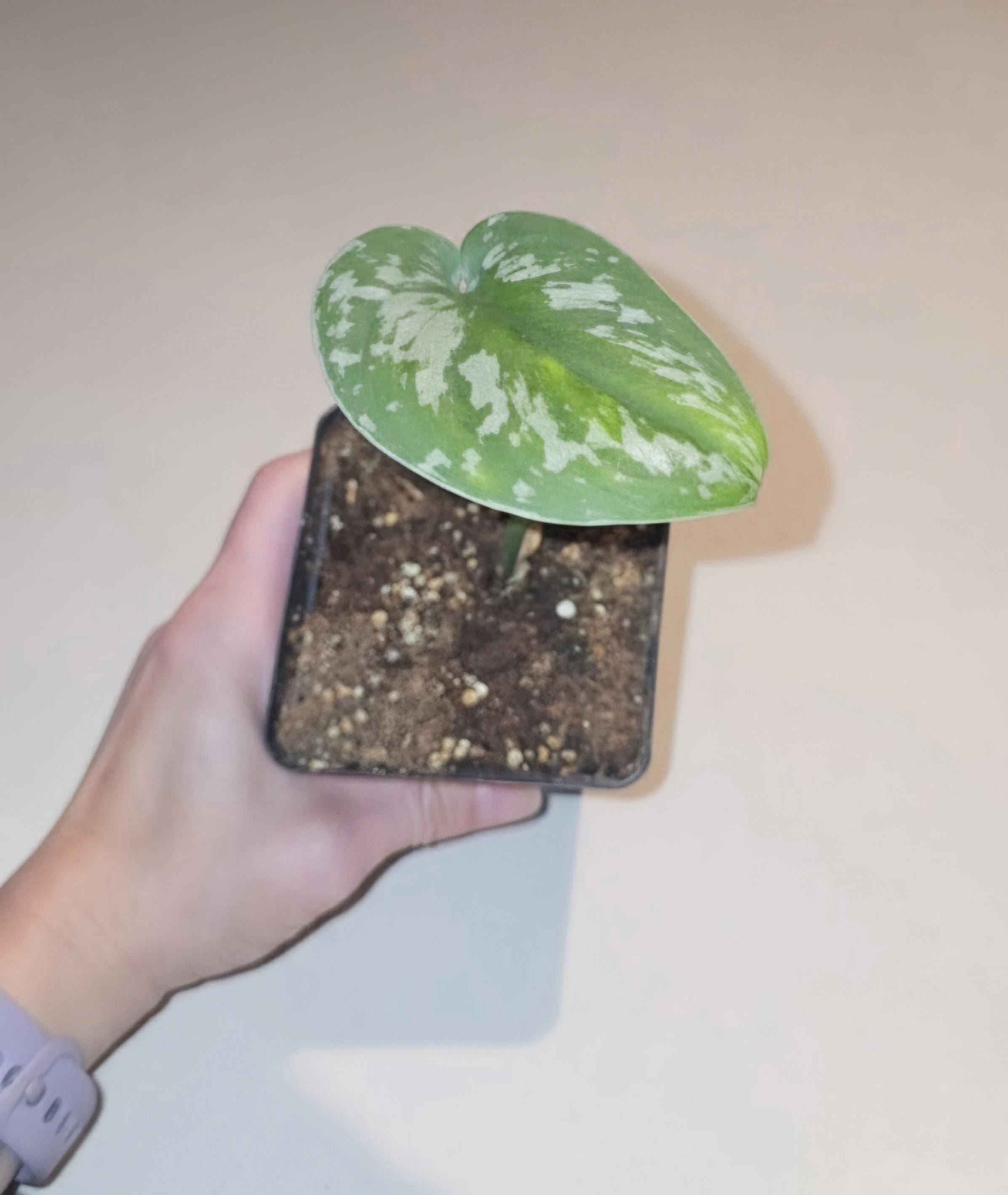 Silver Satin Pothos Healthy Scindapsus Pictus Rooted Cutting
