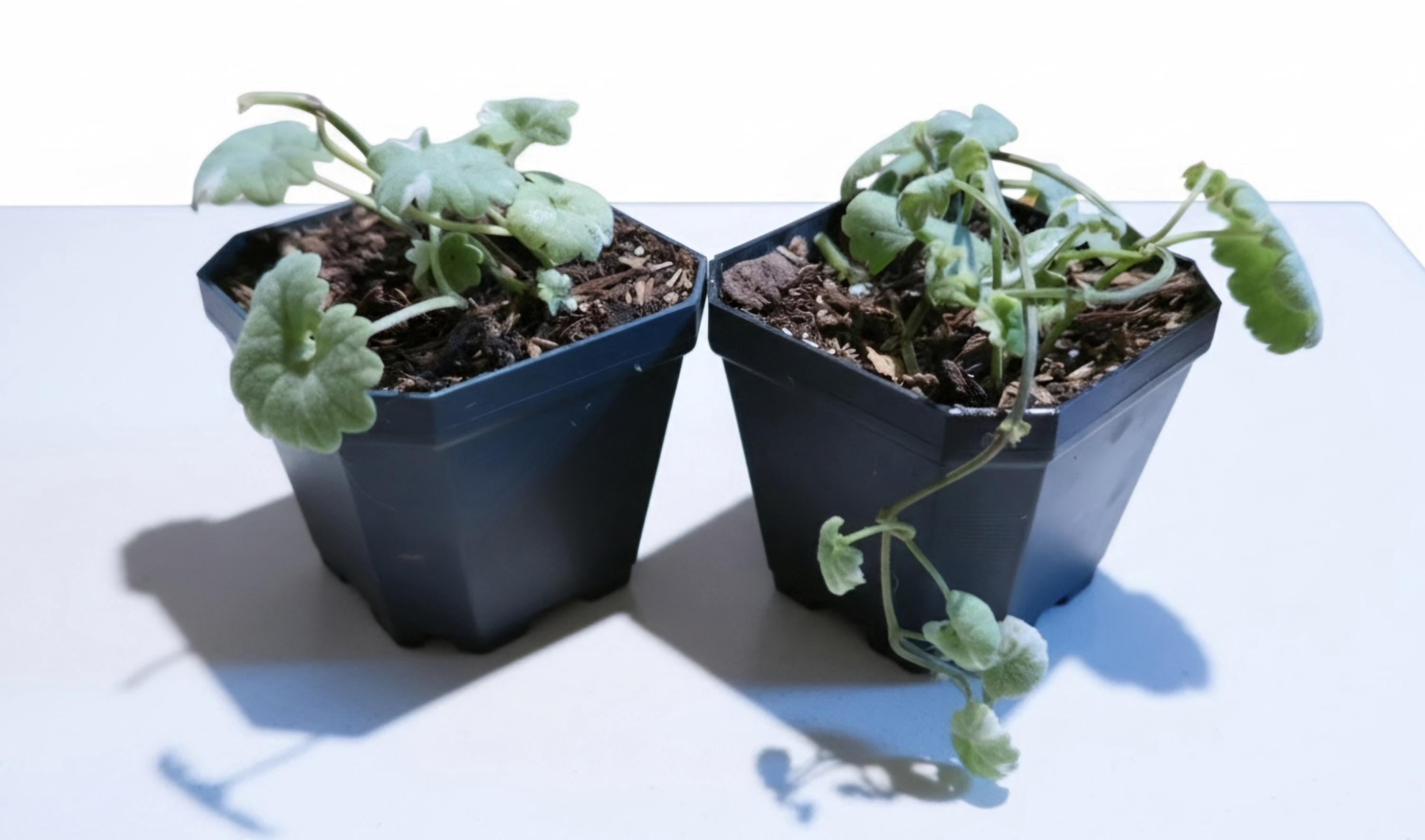 Variegated Ground Ivy Starter Plant | 2" Pot |Trailing Houseplant